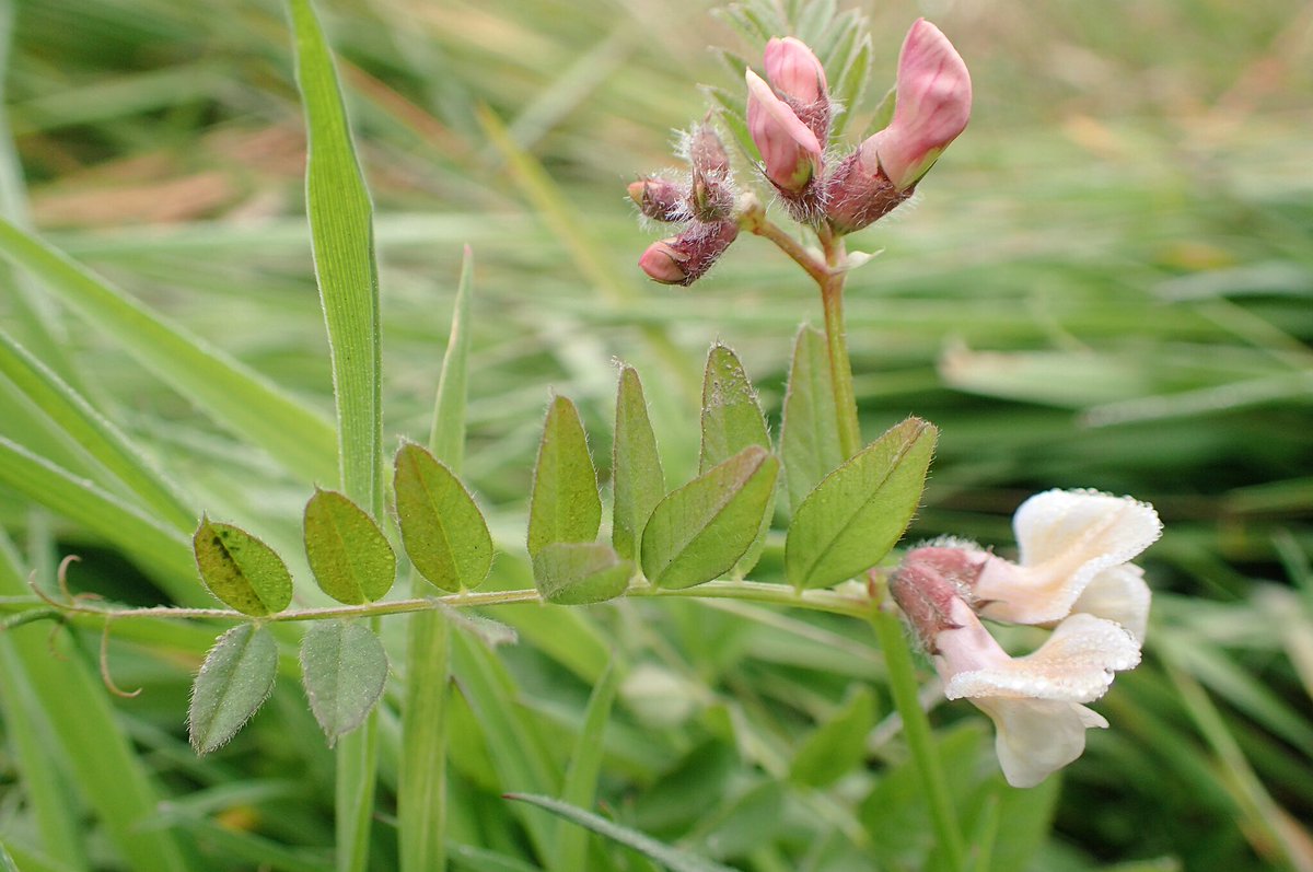 floodenheim's tweet photo. These are not the vetches I’m looking for. On the hunt for the elusive Wood Bitter-vetch in mid-Wales. Maybe if I smush wood vetch and bitter vetch together? #theylldo #processnotresult #etc https://t.co/m1H9WgH3oY