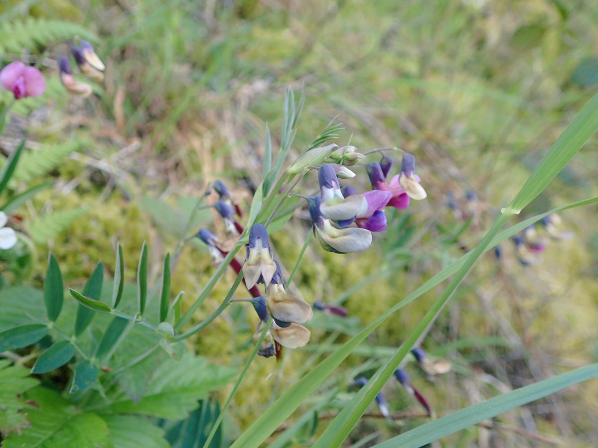 floodenheim's tweet photo. These are not the vetches I’m looking for. On the hunt for the elusive Wood Bitter-vetch in mid-Wales. Maybe if I smush wood vetch and bitter vetch together? #theylldo #processnotresult #etc https://t.co/m1H9WgH3oY