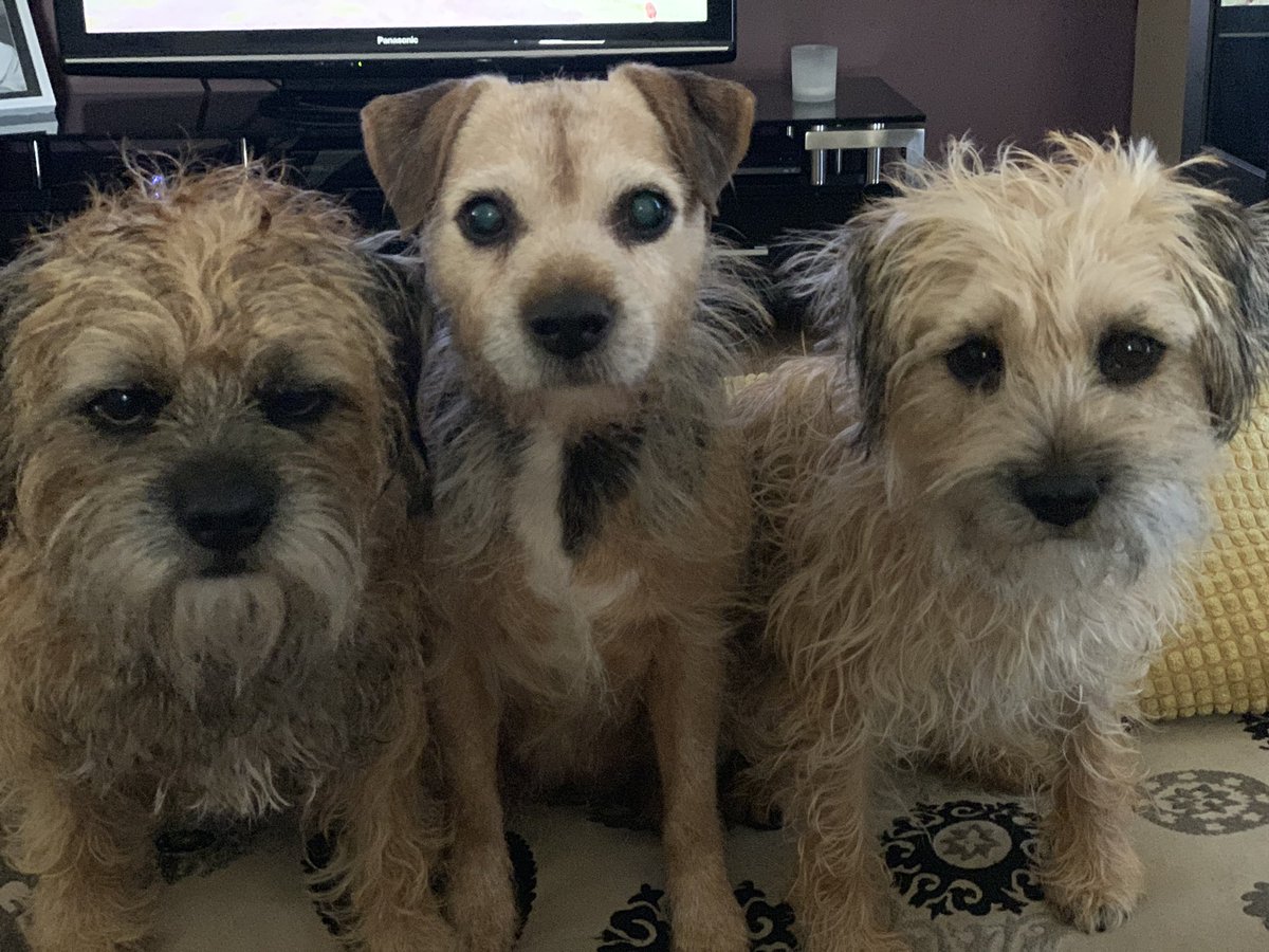 Borderterrierss's tweet photo. One grumpy guy with his two gals https://t.co/BZsaYpNLXS