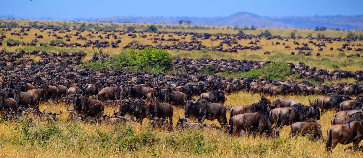 BethyWorld's tweet photo. "'Tis the season of the Great Migration of East #Africa Wildebeest everywhere!" #travel #world #photography https://t.co/mD94nOb3bT