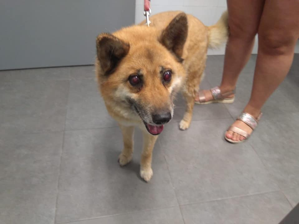 Inmacul90947592's tweet photo. 🆘❌Un caso externo muy urgente❌🆘
Esta perrita de 8 años la quieren sacrificar por que se pelea con otra perra que tienen de dos años, está ciega con glaucoma. Por favor, una acogida urgente para ella, que pueda acabar sus dias tranquila y en familia
629311335
 NO QUEDA TIEMPO https://t.co/4QzO8hODwI