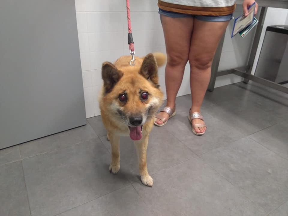 Inmacul90947592's tweet photo. 🆘❌Un caso externo muy urgente❌🆘
Esta perrita de 8 años la quieren sacrificar por que se pelea con otra perra que tienen de dos años, está ciega con glaucoma. Por favor, una acogida urgente para ella, que pueda acabar sus dias tranquila y en familia
629311335
 NO QUEDA TIEMPO https://t.co/4QzO8hODwI