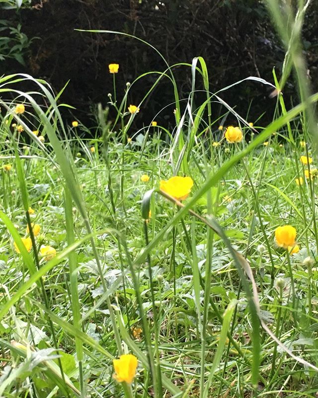 tatjana1o1's tweet photo. good morning! .
.
.
#buttercups #garden #londongarden #londongardens #inmynackyard #inmynackyard #gardensofinstagram #inmybackgarden #hackney #hackneygardener https://t.co/oj3WitmaU7 https://t.co/QDwBHHS6DY