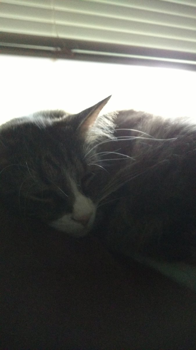 KBSRMH's tweet photo. @PurinaCatChow 
This is one of my boys. https://t.co/t5Fhx8La48