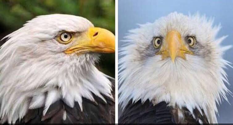 HumorTablet's tweet image. Me on the mirror VS on the photos
