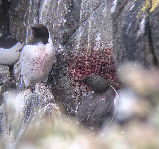 The breeding season can be brutal! Graphic scenes from the cliffs where two guillemots have been defending their territories! #seabirdsunday