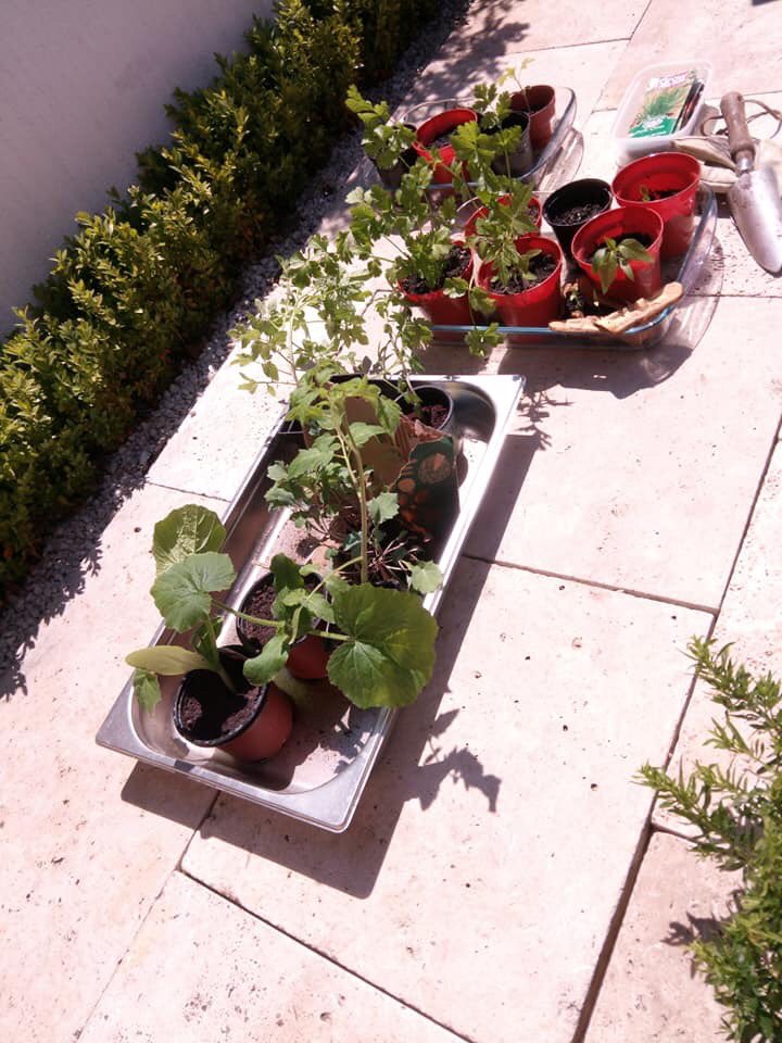 Some more photos of yesterday’s first community garden day - mainly spent weeding and taking plant donations - courgettes, runner beans, tomatoes and more ready to go in next week! 🌱 

facebook.com/lovesfarmcommu…