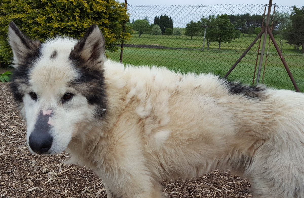 shwa husky rescue