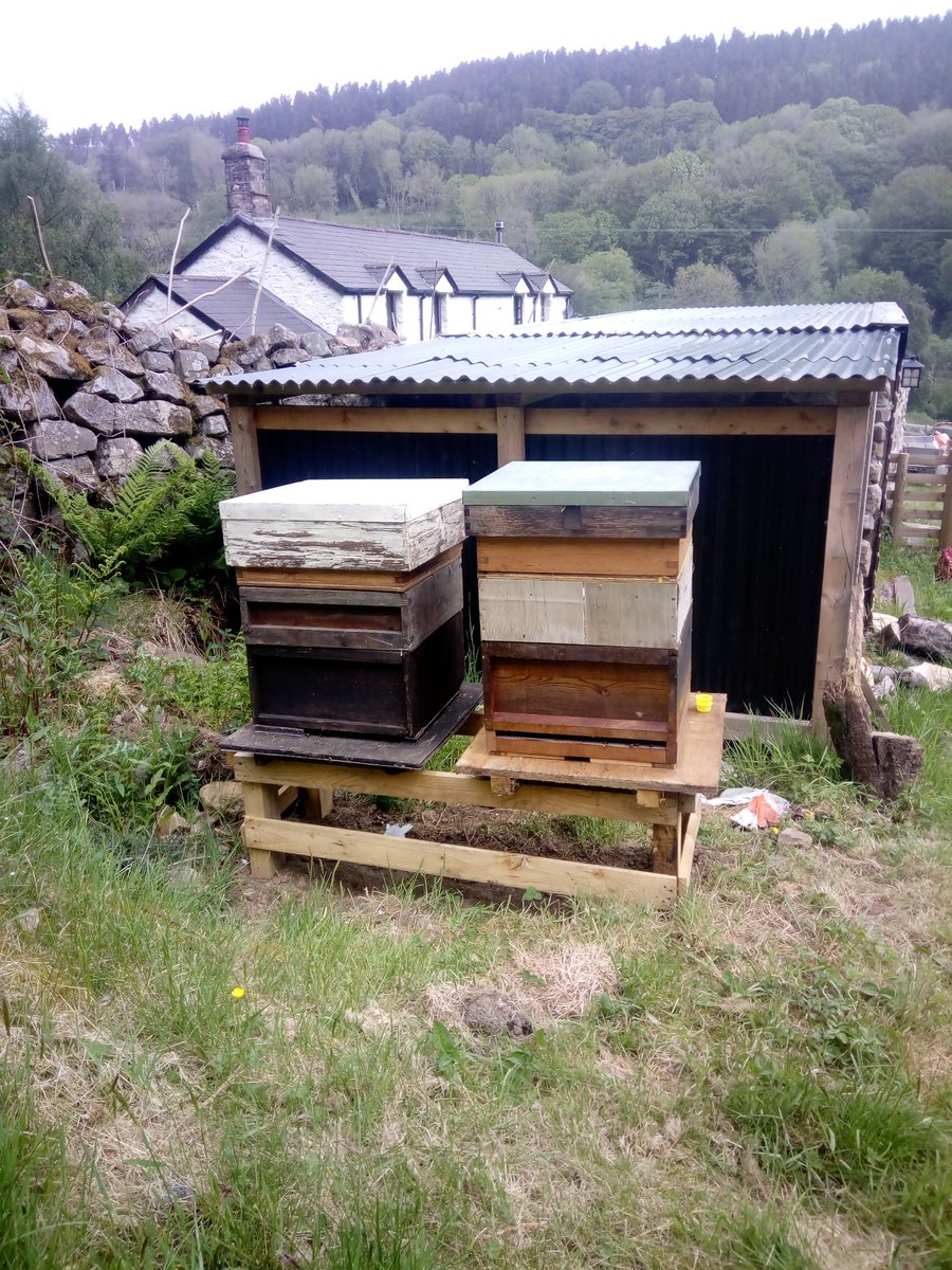 tonylovesvinyl's tweet photo. The 5,000 new members of the family are settling in well! #welshbees https://t.co/Mge827ST3M