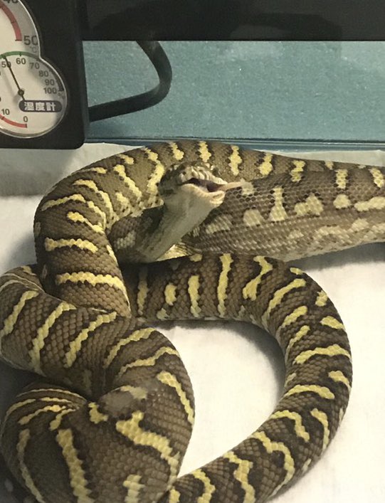 D_Snake_Lizard's tweet photo. 麻生太郎

#セントラルパイソン #centralianpython https://t.co/F1z5lQSder
