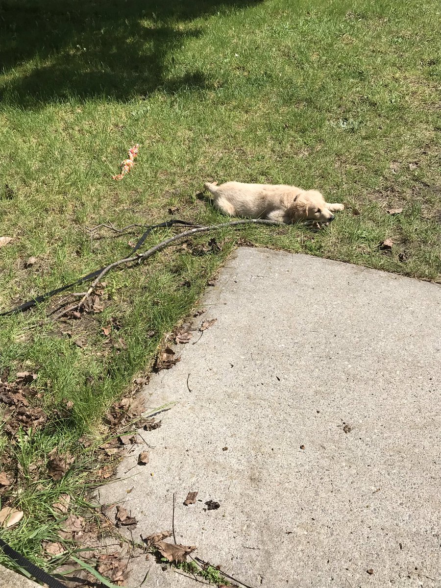 bcartwright789's tweet photo. @Snakebite350 , Clearly , because our pup is so large, he needs a large stick to chew .. https://t.co/XGzwuSQrej