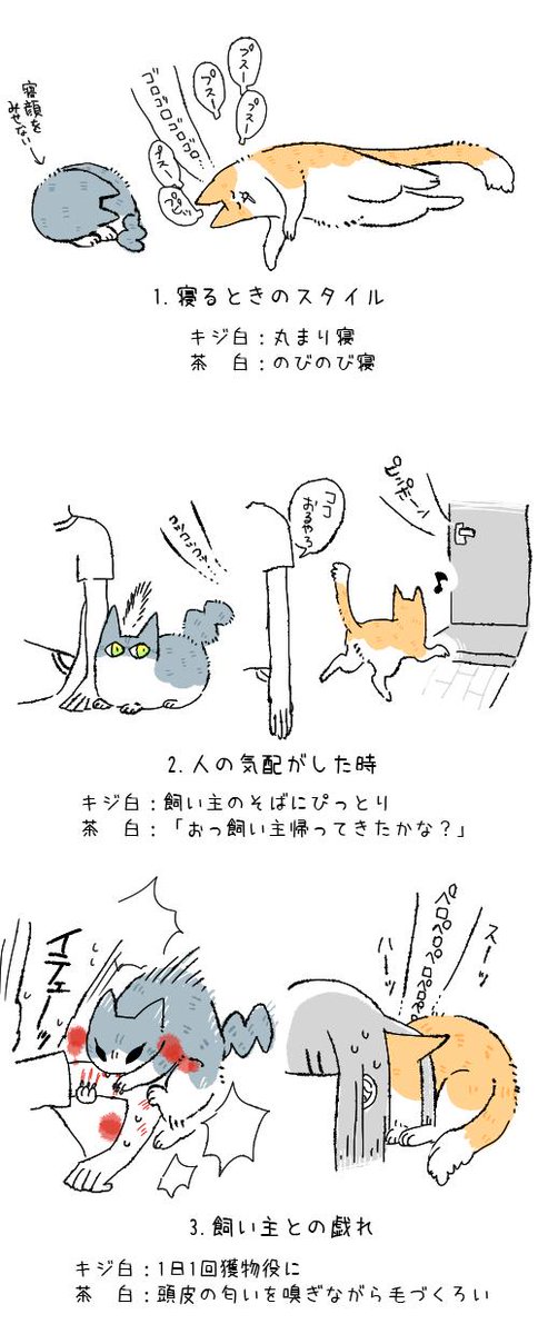 性格のちがうネコを飼っています。 