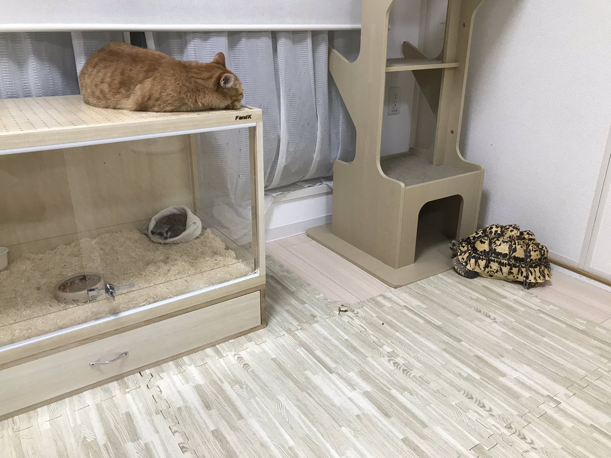 猫、亀、ミーアキャット、不思議な光景です(笑) #FandK爬虫類木製