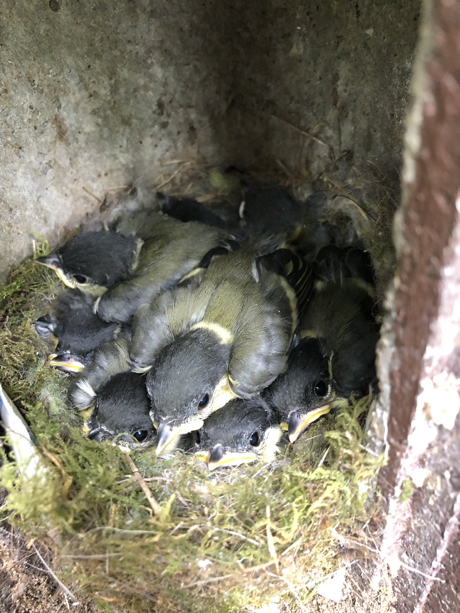 MadingleyBirds tweet media