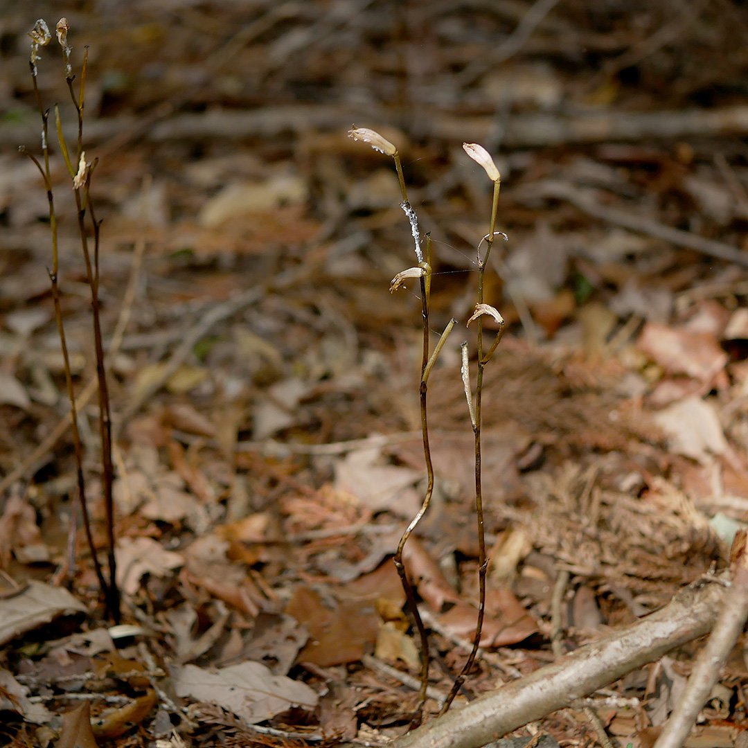 エンシュウムヨウラン Hashtag On Twitter
