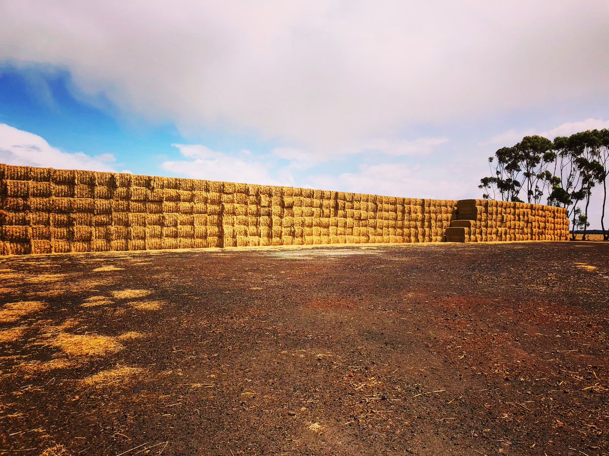 AusFeeds's tweet photo. Organic straw available. Fantastic quality out of Hamilton, Vic. Contact Sam 0400581844 https://t.co/ts2OYjsXFA