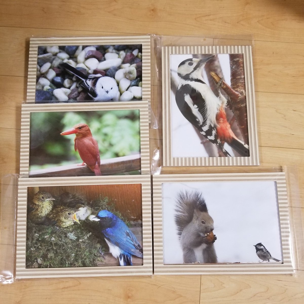 kuroyukite's tweet photo. 絵皿以外も細々とやっております。

宜しければぜひっ！！

北海道の野鳥写真 1,500円
A4サイズ額入り（オマケ付き）

#愛鳥祭 #inkonito #いんこにっと #くろゆき亭 https://t.co/ixvoXWHQ0e