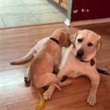 My Sister raises guide dogs for the blind. Here are her oldest, and youngest pups bonding for the first time.
#animalscience #animalsvideos #animalsarefriends