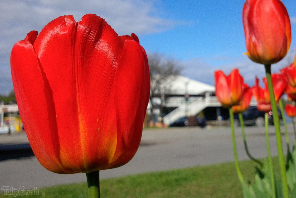 TulipCrush's tweet photo. Big red tulips spruce up Dow's Lake Pavilion 🌷🌷🌷 #Ottawa

  #LoveTulips #tulips #tulip #TulipFestival #TulipTime #MyOttawa #OttawaInBloom19 #Canada #ExploreCanada #flowers #nature #garden #gardening #CanadianTulipFestival #CdnTulipFest #photo #photography https://t.co/fkH93uDjhd