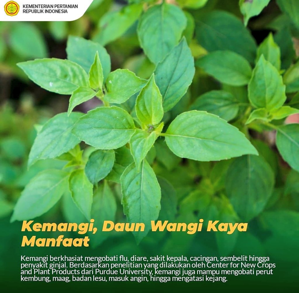 Malam ini #KakMin mau kasih info buat #SmartTani yang suka lalapan, pasti tak asing dengan kemangi. Ternyata, selain aromanya yang wangi, kemangi juga punya banyak manfaat untuk kesehatan. Mau tau manfaatnya ??

Yuk, kita baca bersama #infografis
dari <a href="/kementan/">Kementerian Pertanian RI</a> berikut ini :