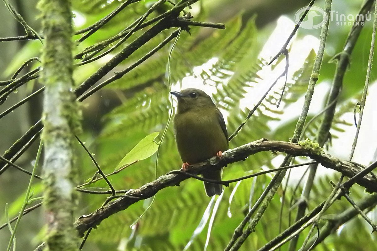 tinamubirding's tweet photo. Hembra de Manacus manacus (Viridiventris) - Saltarín #PIPRIDAE
#ReservaNatural #TinamuBirding https://t.co/1xGyiEgj0l