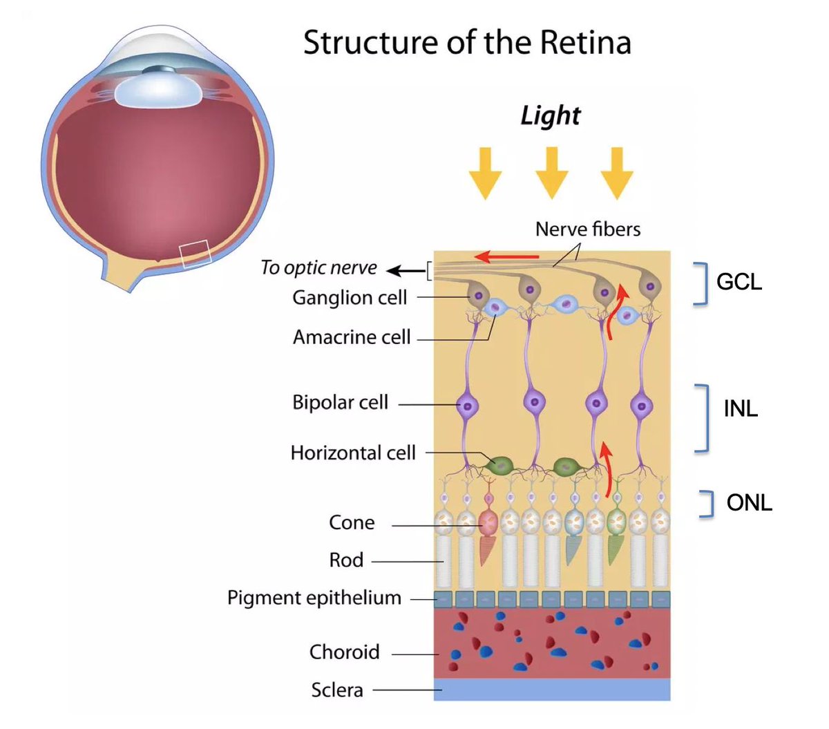 retina layers retina layers