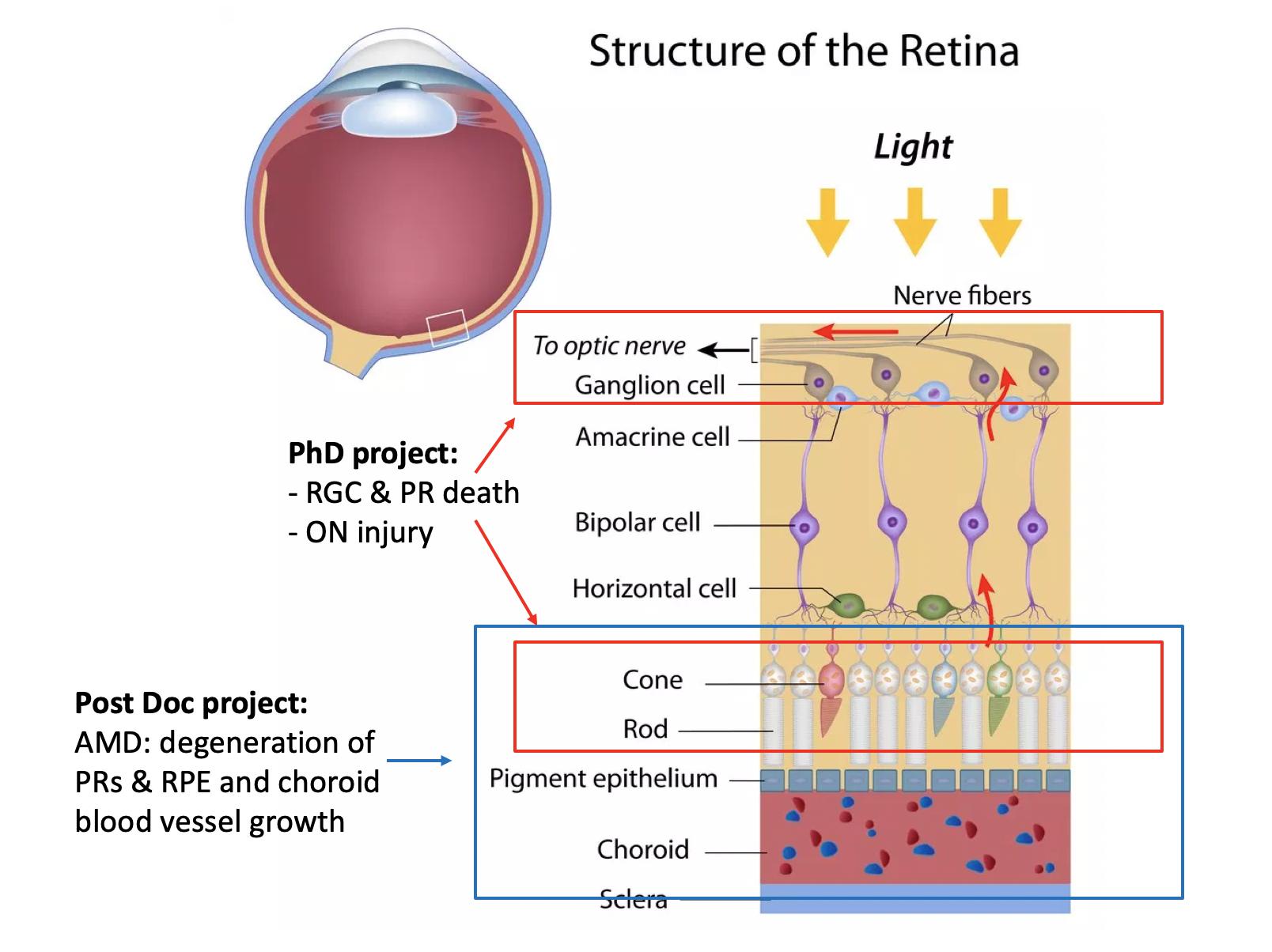 The retina and retinal pigment epithelium (RPE)