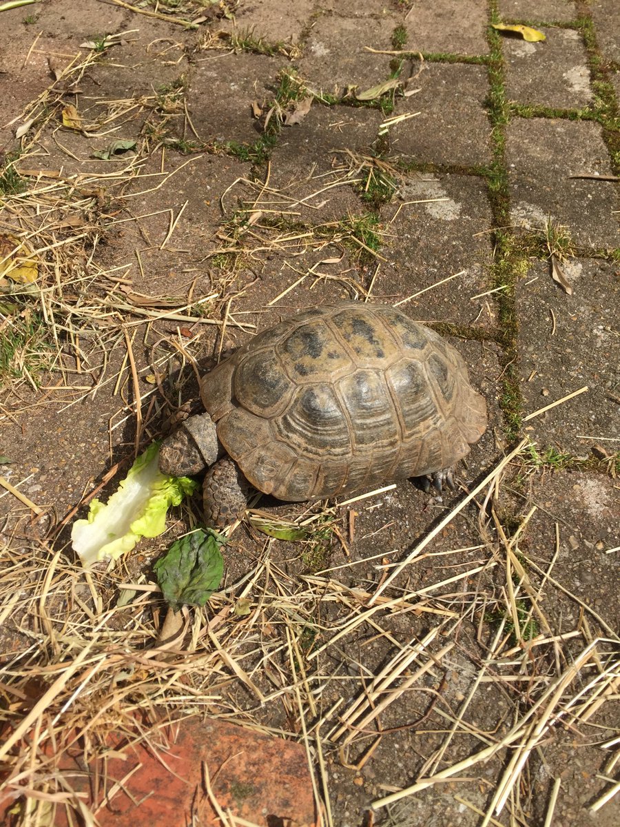 jpembroke's tweet photo. #findjimmy update. Jimmy has been found 2 weeks after escaping (thankfully not stolen after all). Very happy. https://t.co/niUfEyM8Vk