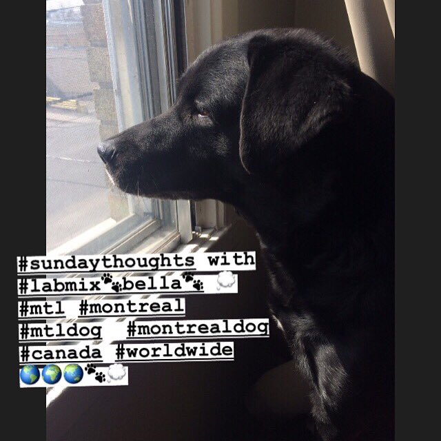 rinadecolamtl's tweet photo. #SundayThoughts with #labmix🐾Bella🐾 💭 #mtl #montreal #mtldog #montrealdog #canada #worldwide🌎🌍🌏🐾💭 https://t.co/qCoTupVNKI
