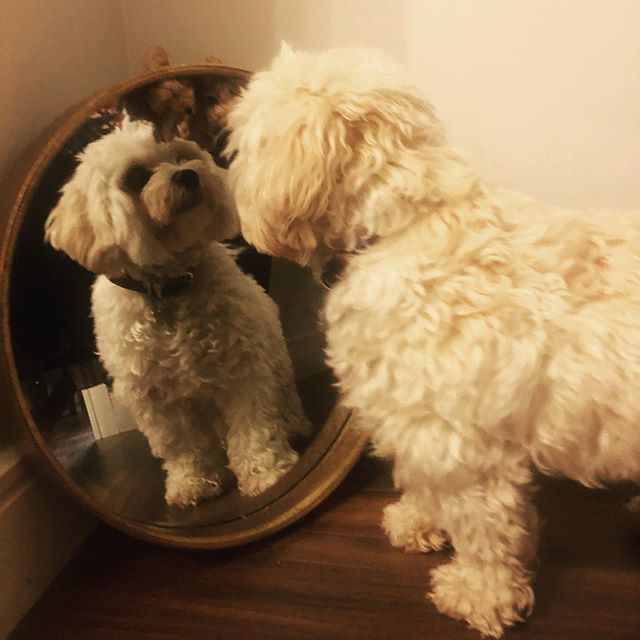 Who’s that handsome doggie 🐶 #NewHome #MovingDay #Cavachon