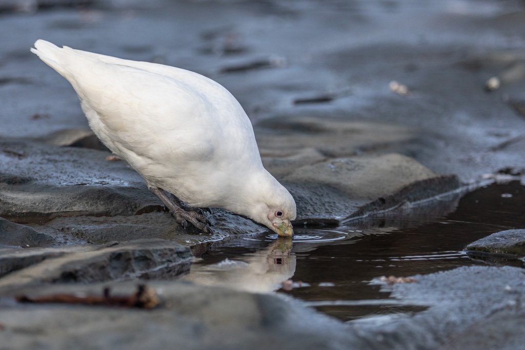 Snowy Sheathbill
Unique, stocky, and rather pigeon like white bird of Antarctic Peninsula and islands. Migrates north in the winter to the Falkland Islands and southern South America #Falklands #Sealionisland #Falklandislands