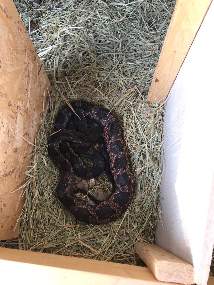 BeardenJay's tweet photo. I was expecting to get eggs. He beat me to them. https://t.co/fDilTrEcvW