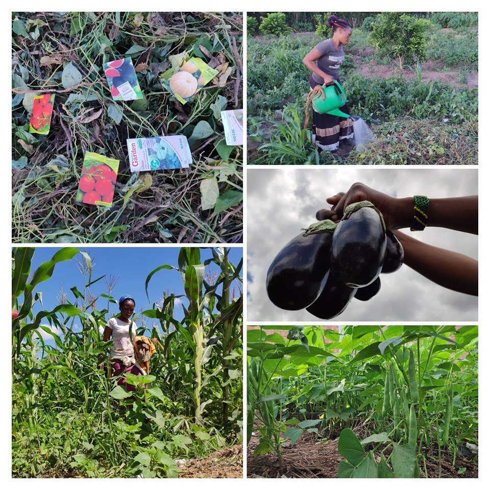 STARL1GHTFAMILY's tweet image. Lukyamuzi  James,his wife Alice and some of the children have been busy at  Starlight Family Charity Organic Farm weeding the corn, harvesting  beans/ aubergines and planting sweet potatoes.  starlightfamily.org/about/farm/