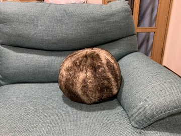 丸まったネコかと思ったら ニトリで売っていた 謎の毛玉 が どう見てもウチのネコ と大人気 ねとらぼ