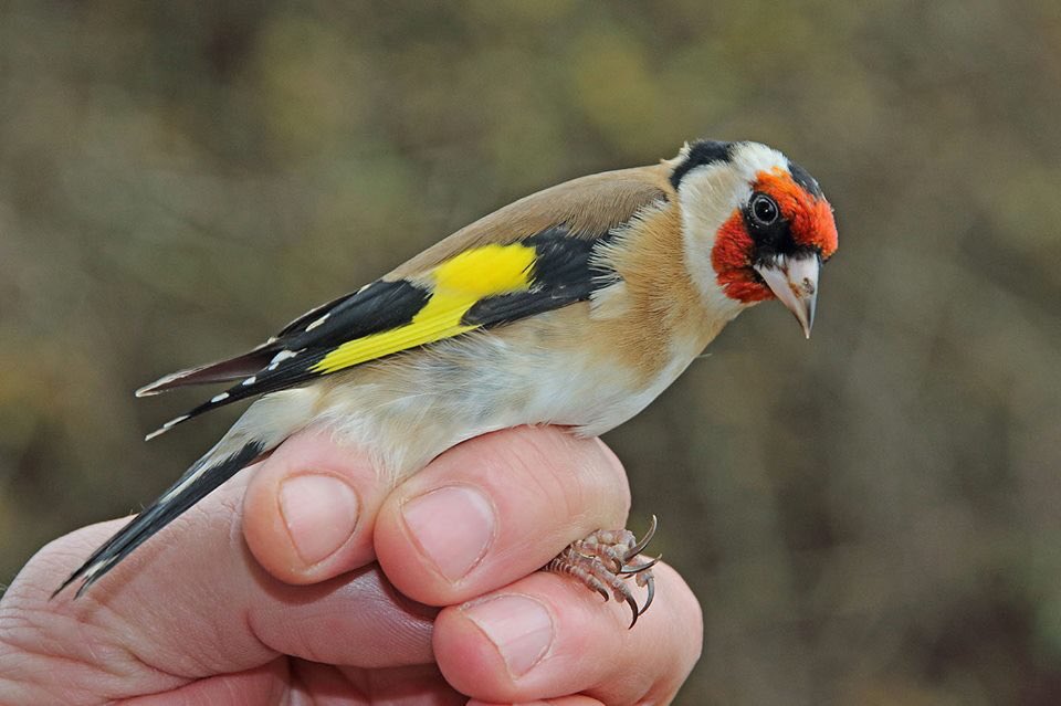 As you walk the Park tomorrow, 27th, call in the Grand Valley.
The Shropshire Ringing Group is holding a demo with wild birds as part of the national bird ringing scheme. They will show you how they weigh, measure &amp; ring  releasing them again.

#wildlife #birds #shropshire