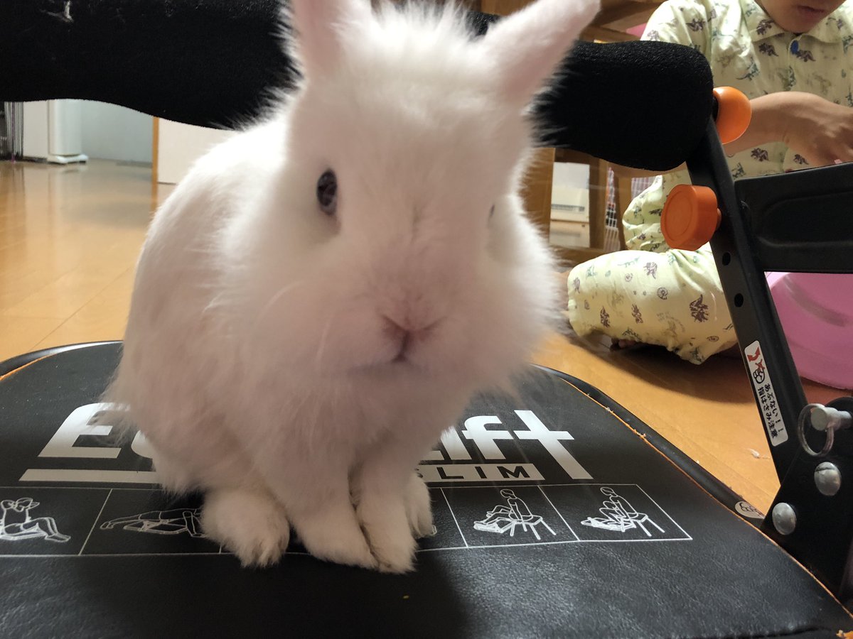 風船モコちゃんねる בטוויטר 久々に腹筋をしたら 内臓がクネクネ動き出して つりました めちゃくちゃ痛くてアブラ汗が出ました でも 毎日腹筋して 毎日釣ってみようと思います 勇気いるわ うさぎ 飼い主 モコママ 腹筋 つる