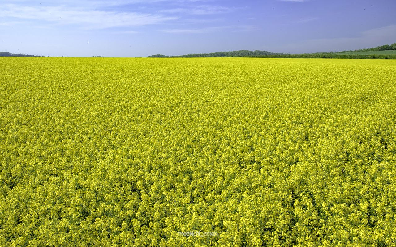 もえきちえもん 安平町の菜の花畑を見てきました まさにいちめんのなのはな 前から行ってみたいと思っていましたが ちょうど天気の良い日に行けて良かったです 黄色い絨毯が広がる風景は 何だか迫力がありました 菜の花 安平町 の菜の花畑