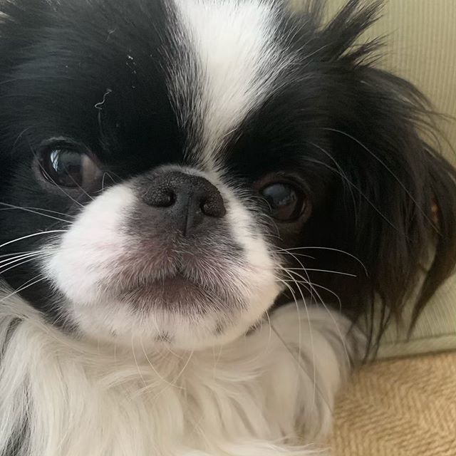 Him’s so cute. #mydog #japanesechin #japanesechinsofinstagram #smushyface bit.ly/2JFclZI