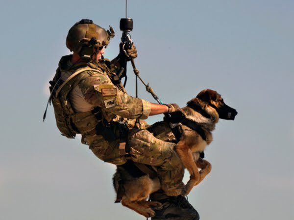 PetFido's tweet photo. On this Memorial Day weekend let’s never forget the brave and loyal Canine Soldiers who ALL gave the ultimate sacrifice of them for us..#ArmedForcesDay #mansbestfriend #K9 #brave #DogsofTwittter #Workingdogs #petfoodbank #giveback https://t.co/62SmUH6v7j