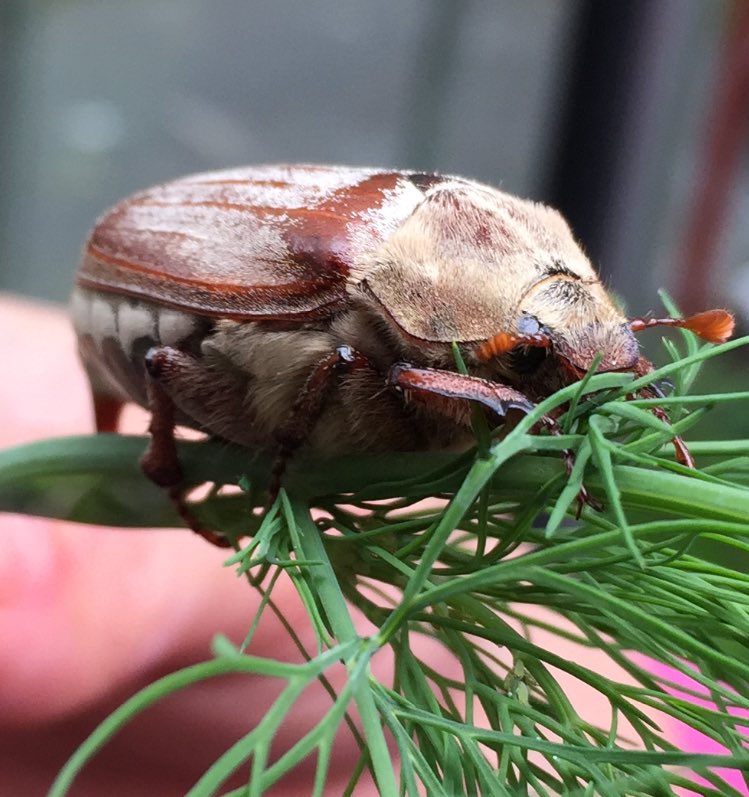 Dit zat in onze tuin. Vond hem erg tof maar geen idee wat het is? Jullie? #dtv