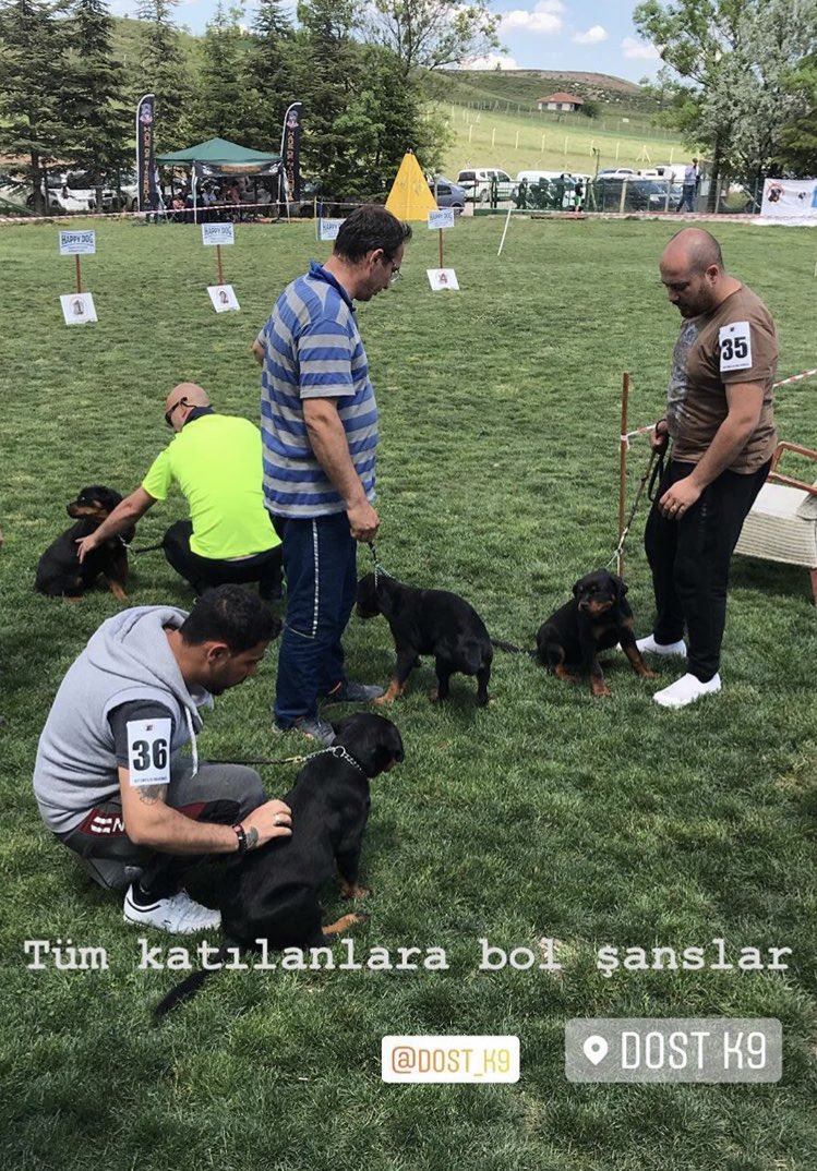 Bugün dostk9’da düzenlenen yarışmada bizler de sevimli dostlarımız da çok güzel vakit geçiridi. Bizce hepiniz en güzel rottweiler yarışmasında birinciydiniz😀♥️
#rottweiler #dog #rottseverler #hayvanseverler #engüzelrott #veteriner #ankaraveteriner