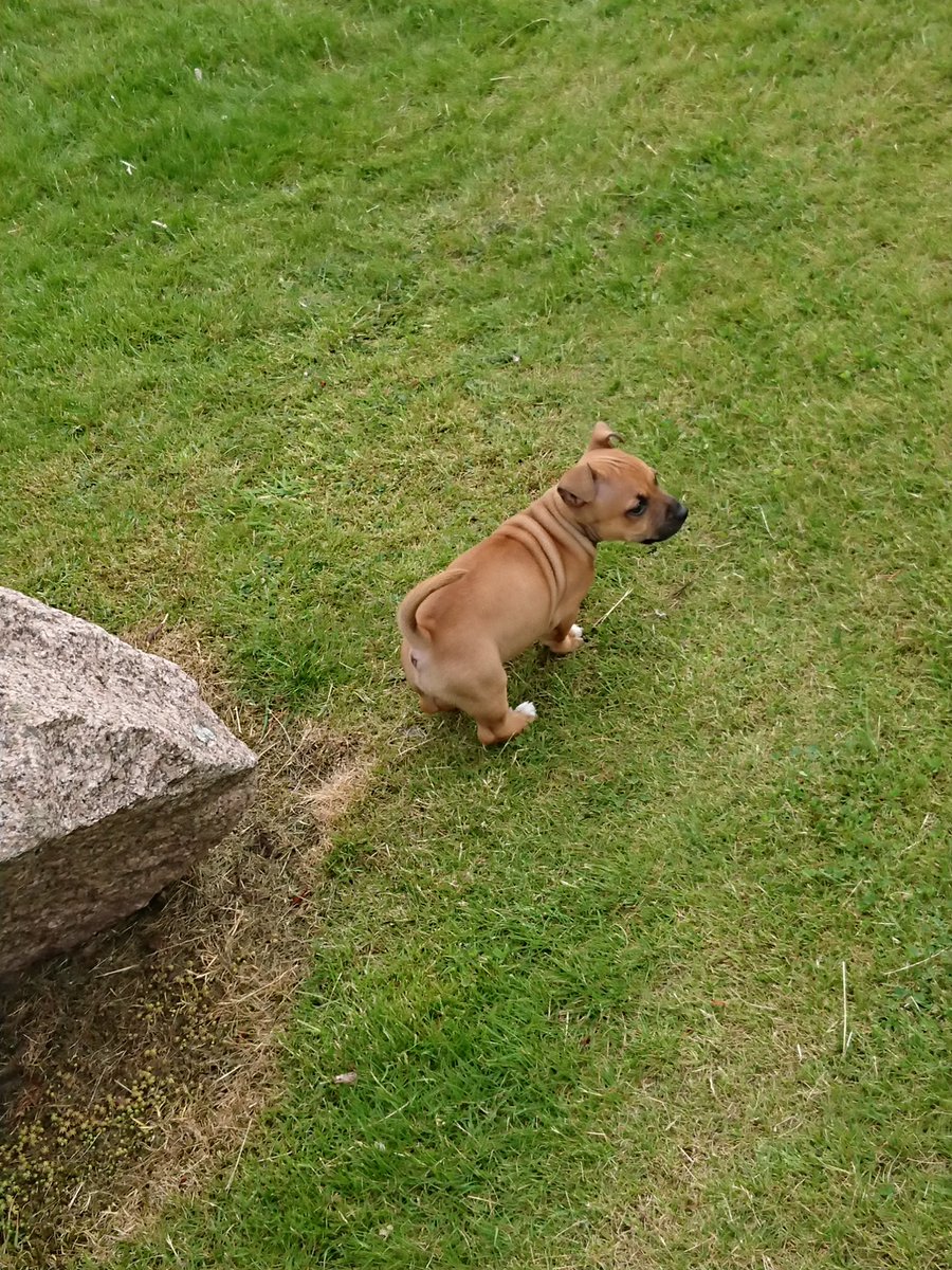 ml6live's tweet photo. #crypto The new guard dog. https://t.co/37jV8XPlPO