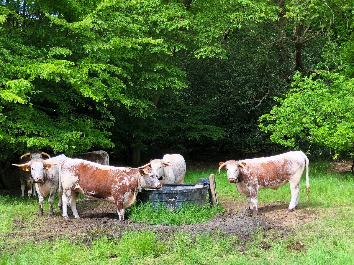 EppingPoet's tweet photo. These cows, it seems, have got it made.
  I like the way they think.
  Hot sunny days spent in the shade,
  And a pint or two to drink.
   #EppingForest #cows #poetry #Cattle #Drinking https://t.co/1dN8GKsQLN