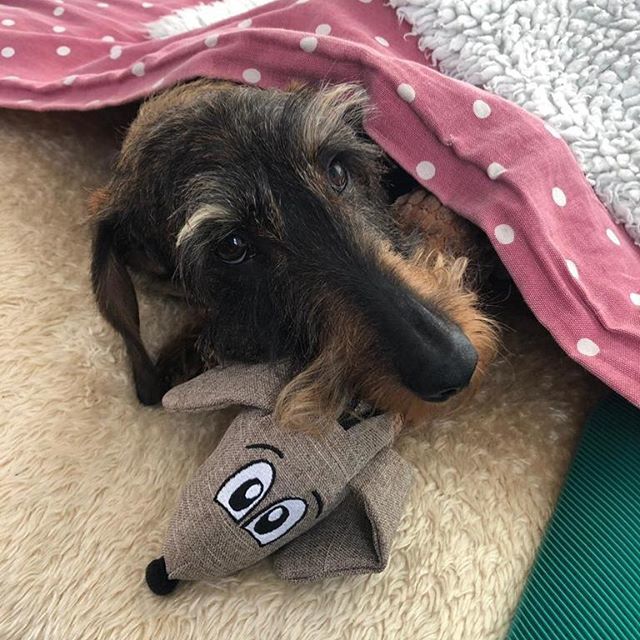 CrumbBowley's tweet photo. Wet and windy day calls for blankets and a hot water bottle! •
•
#dachshundoftheday #dachshundsdaily #dachshunds #dog #wienerdog #wirehaireddachshund #weratedogs #doxie #dackel #teckel #dogstagram #dogsofinstagram #sausagedog #sausagedogcentral #feat… https://t.co/p8vNFNbf4M https://t.co/ICx9Xt1wcb