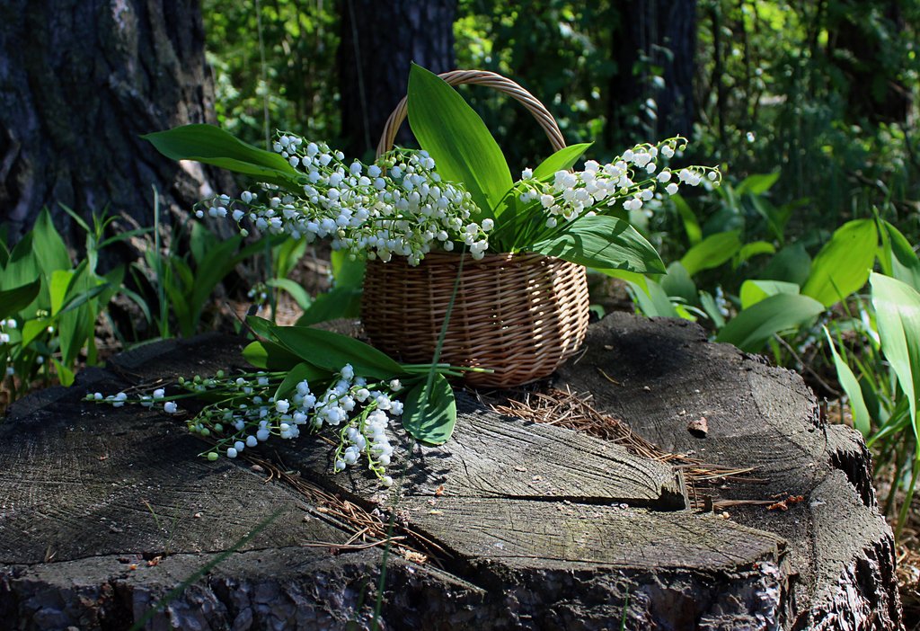 Картинки ландыши красивые в лесу