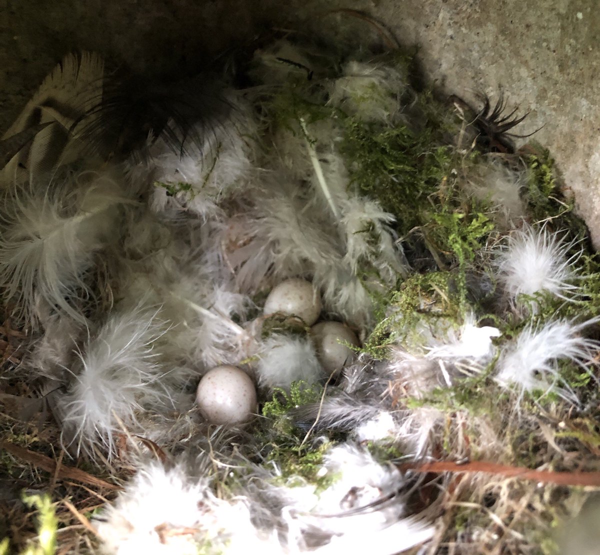 MadingleyBirds tweet media