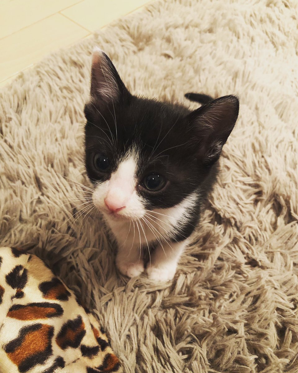 Shono ポコチャとかインスタグラムではもう言ってあったんだけど 里親になりました 名前は マルセロが飼ってるワンチャンと同じ名前でキアラ キアラくんの里親になれて幸せものです これから一生よろしく