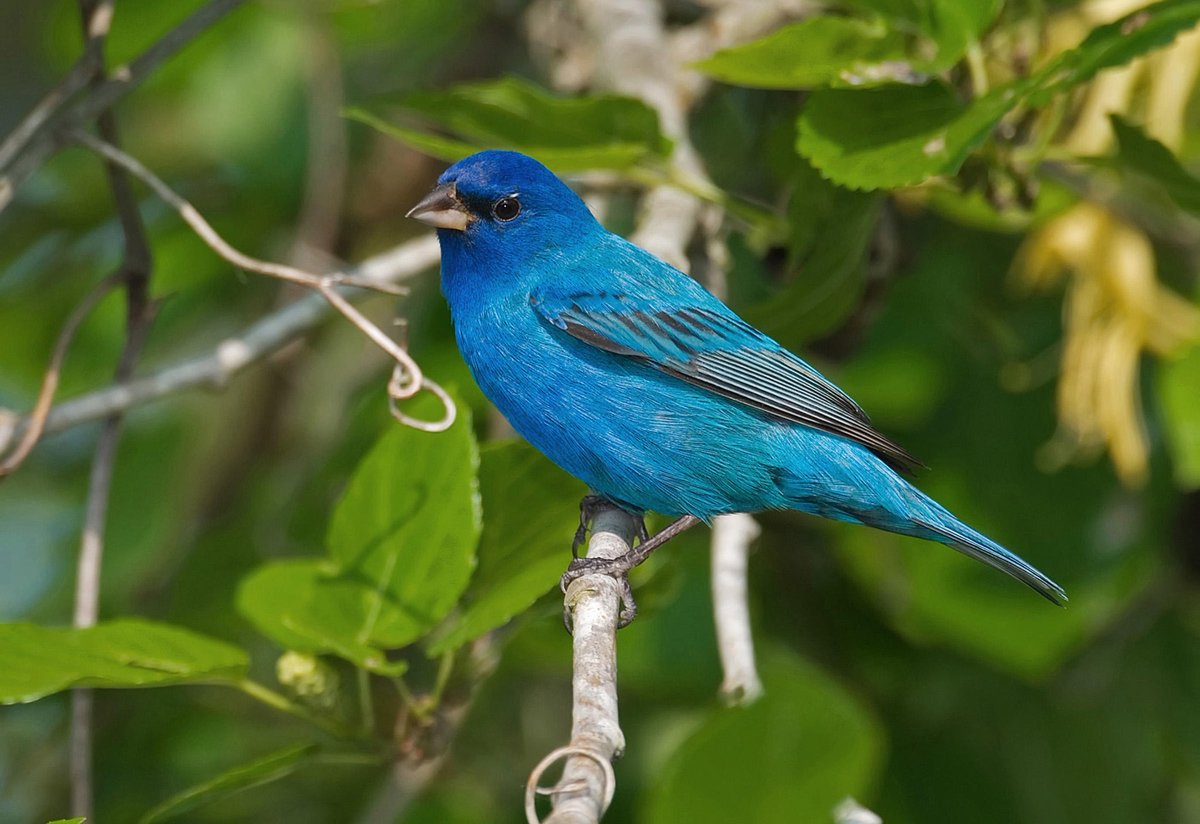 my current favorite bird is the indigo bunting!!