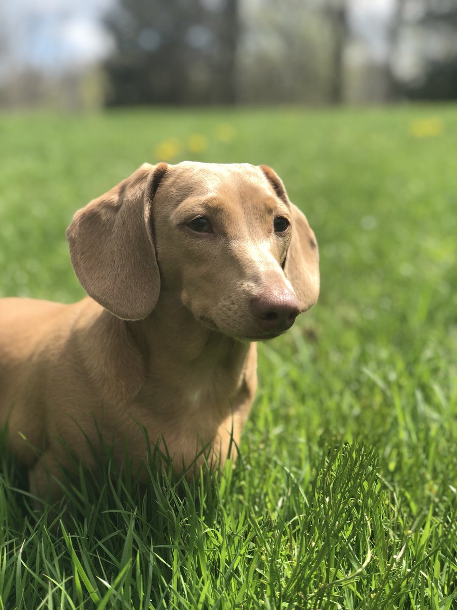Molly On Twitter Happy 1st Birthday To Our Sweet Pup Ginger