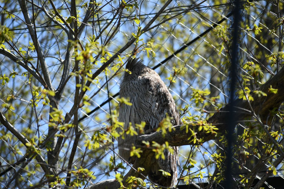 134 בטוויטר 5 14 旭山動物園 シマフクロウ アイヌ語でコタンコロカムイ 村を守る神 と言うそうな 日本では北海道の一部 かつごく僅かしかいない日本最大のフクロウ なお名前のシマとは模様ではなく北海道のことを指す